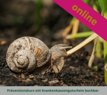 Erproben Sie in 8 Wochen eine nachhaltige Achtsamkeitspraxis und entdecken Sie neue Wege für mehr innere Ruhe und Resilienz.