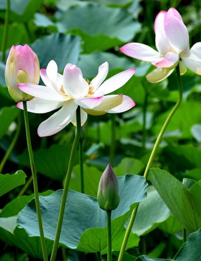 balouriarajesh-lotus-flowers-7360287_1920